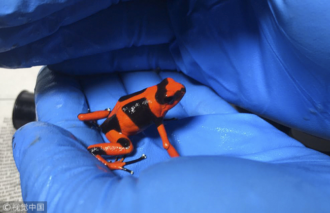Colombian Police seized 216 exotic poisonous frogs in Bogota, found hidden inside film canisters in a bathroom at Intenational El Dorado airport. They were abandoned by traffickers who intended to take them to Germany and were instead delivered to the Environment Secretariat on November 7, 2018. [Photo: VCG]