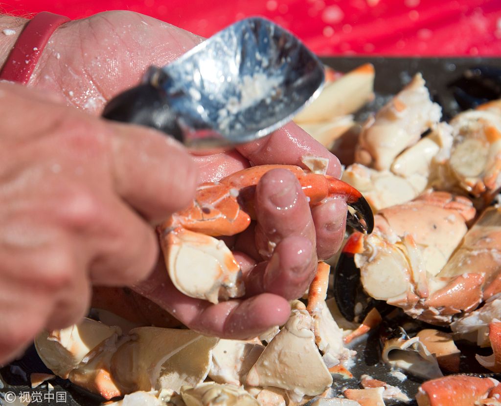 Stone crab eating contest held in Florida China Plus