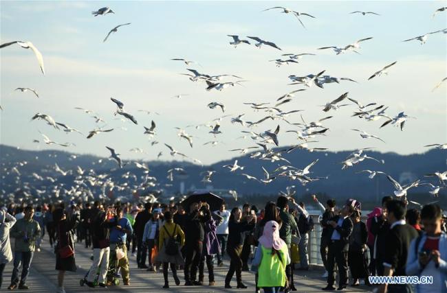 People feed(喂 wèi) red-billed gulls at Dianchi Lake in Kunming, capital of southwest China's Yunnan Province, Nov. 14, 2018. (Xinhua/Lin Yiguang)