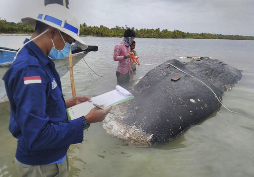 In this undated photo released by Akademi Komunitas Kelautan dan Perikanan Wakatobi (Wakatobi Marine and Fisheries Community Academy or AKKP Wakatobi), researchers collect data of the carcass of a beached whale at Wakatobi National Park in Southeast Sulawesi, Indonesia. The dead whale that washed ashore in eastern Indonesia had a large lump of plastic waste in its stomach, including drinking cups and flip-flops, a park official said Tuesday, causing concern among environmentalists and government officials in one of the world's largest plastic polluting countries. [Photo: AP]