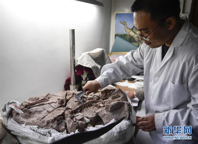 A scientist is measuring the fossil of a dinosaur. [Photo: Xinhua]