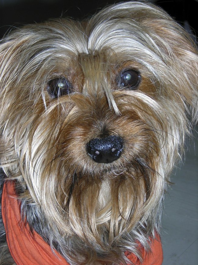 This undated photo provided by Festival Ballet Providence shows Archie, a Yorkshire Terrier who has performed in more than 125 performances of "The Nutcracker." Festival Ballet Providence has announced that its beloved 19-year-old Nutcracker dog is retiring from the stage. [Photo: AP]