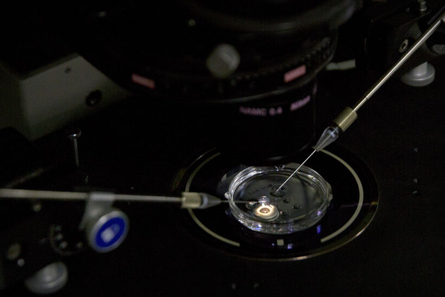 In this Oct. 9, 2018 photo, an embryo receives a small dose of Cas9 protein and PCSK9 sgRNA in a sperm injection microscope in a laboratory in Shenzhen in southern China's Guangdong province. Chinese scientist He Jiankui claims he helped make world's first genetically edited babies: twin girls whose DNA he said he altered. He revealed it Monday, Nov. 26, in Hong Kong to one of the organizers of an international conference on gene editing. [Photo: AP/Mark Schiefelbein]