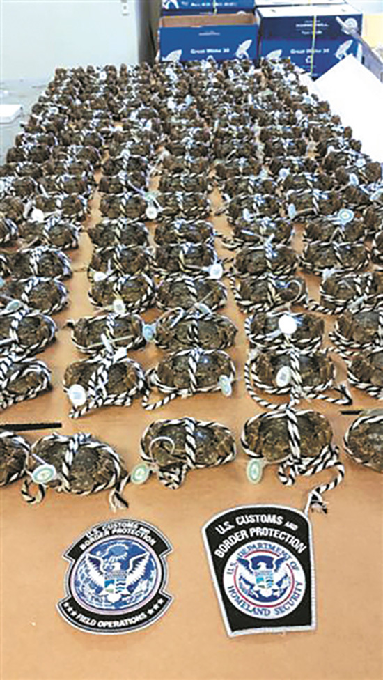 135 Chinese Mitten Crabs seized in the US-midwest state of Indiana by U.S. Customs in September. [Photo: thepaper.cn]