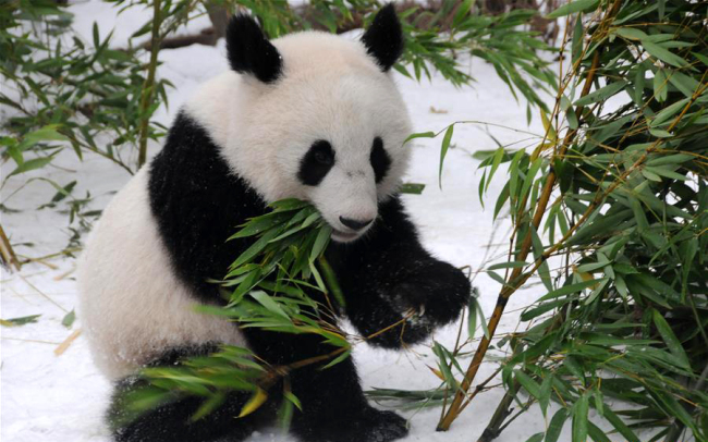Giant panda Fu Feng has bamboos in the snow-covered Panda garden at Zoo Vienna in Vienna, Austria, on Dec. 1, 2018. [Photo: Xinhua]