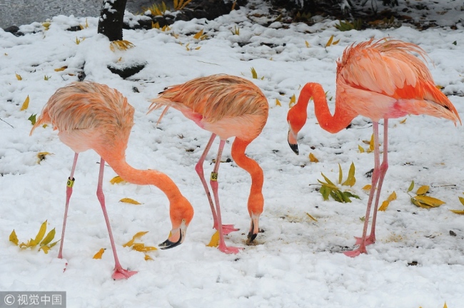 Three flamingos(火烈鸟) forage(觅食 mìshí) through the snow(雪 xuě) at the Hangzhou Zoo, Zhejiang Province, December 9, 2018. [Photo: VCG]