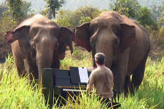 At one music session, Lam Duan approached Barton as he began to play and appeared to calm down and focus on the music. At another music session, several elephants seemed to move their heads about in front of the piano as the notes flowed. [File photo: IC]