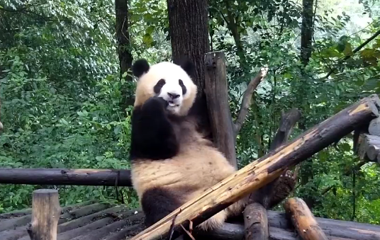 Screen grab shows panda cub, currently named Fushun, at the Giant Panda Research Base in Chengdu. [Photo: iPanda.com]