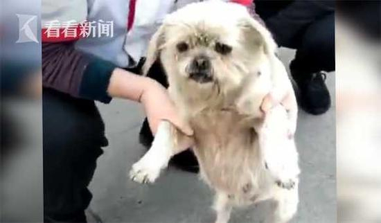 Dudou went missing eight years ago and showed up on December 18 outside her owner's shop. /Screenshot from Kankan News video 