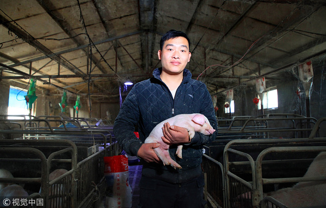 26-year-old Wang Wenjun raises pigs in the pigsty in Lankao County, Kaifeng City in China's Henan Province, December 23, 2018. [Photo: VCG]