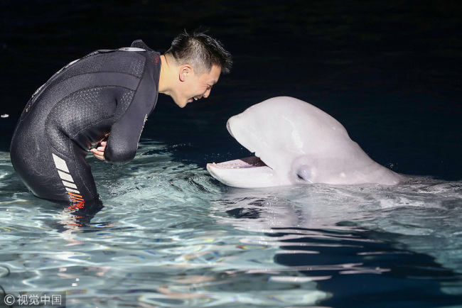 A ceremony is held on Jan. 4, 2019, to say goodbye to the two beluga whales who will be relocated to a sanctuary off Iceland this spring at Shanghai's Changfeng Ocean World aquarium, where the pair has been performing for visitors since 2012. [Photo: VCG]