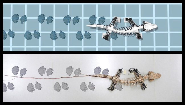 This image from video provided by John Nyakatura in January 2019 shows computer-generated and robotic simulations of an Orobates Pabsti dinosaur's footprints while walking. Nyakatura has spent years studying the four-legged plant-eater, which lived before the dinosaurs, and fascinates scientists “because of its position on the tree of life.". Researchers believe the creature is a “stem amniote” _ a likely ancestor of several groups of land-dwelling animals that later differentiated into modern mammals, birds and reptiles. [Photo: AP]