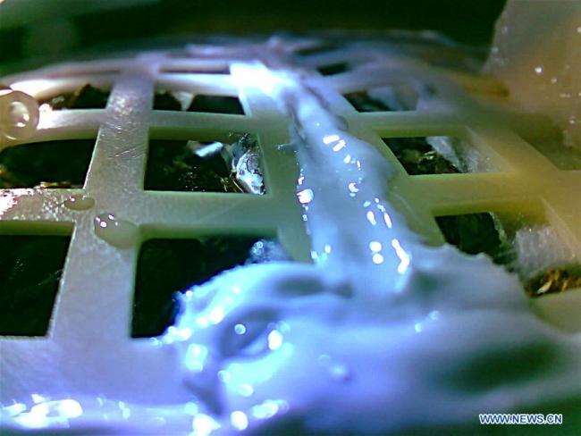 Undated image sent by China's Chang'e-4 probe shows one of the cotton seeds carried to the moon by the probe has sprouted on the moon.[File Photo: Xinhua]