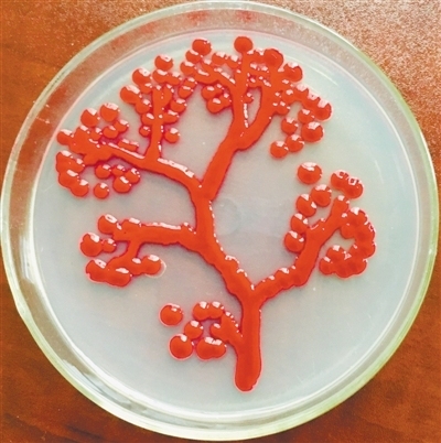 One of the works grown by the students using bacteria. [File Photo: Science and Technology Daily]
