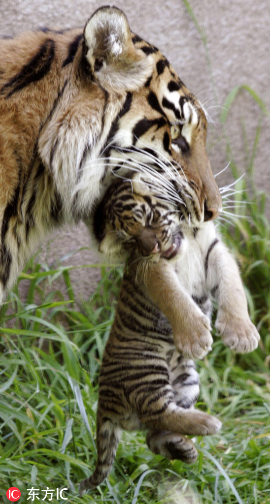 Mother tiger carrying her cub