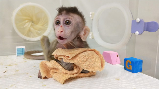 Photo shows a cloned monkey with circadian rhythm disorders. [Photo: China Plus]