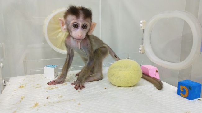 Photo shows a cloned monkey with circadian rhythm disorders. [Photo: China Plus]