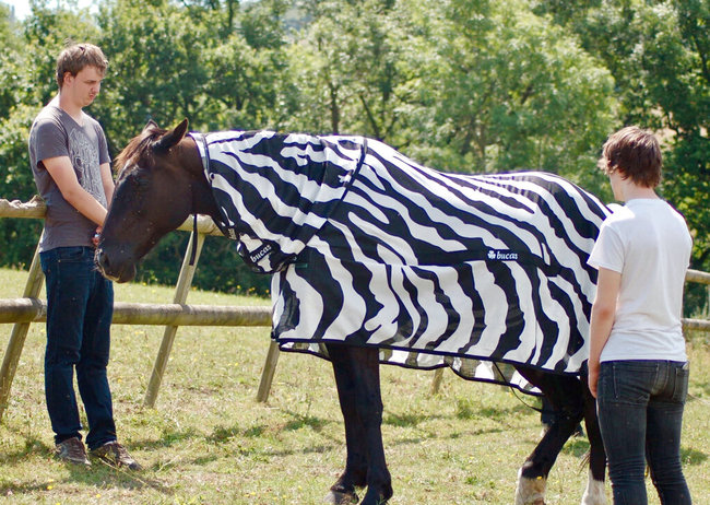 In this undated photo issued by University of Bristol, England, showing a horse wearing a zebra striped coat. Scientists from the University of Bristol and the University of California at Davis, dressed horses in black-and-white Zebra type striped coats for part of their research, offering evidence that zebra stripes provide protection from blood-sucking insects that spread diseases. [Photo: AP]