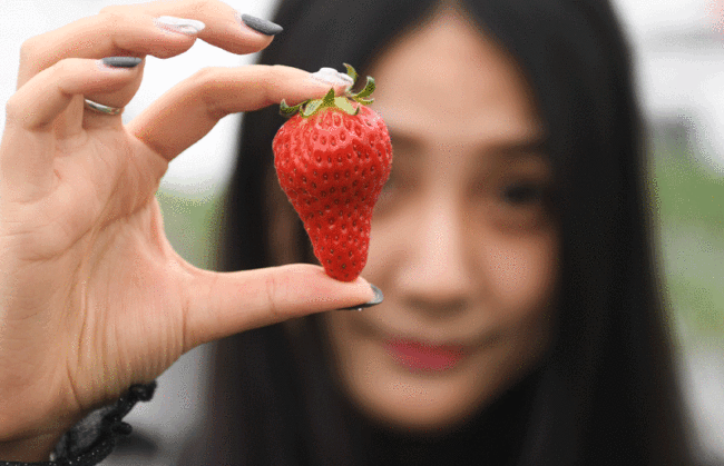 A tourist shows off a newly-picked strawberry at a strawberry greenhouse in Baitu, Jiangsu Province, March 18, 2019. [Photo: Xinhua]