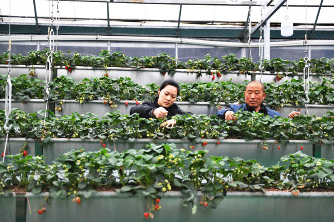 Farmers work in a strawberry greenhouse in Baitu, Jiangsu Province, March 18, 2019. [Photo: Xinhua]