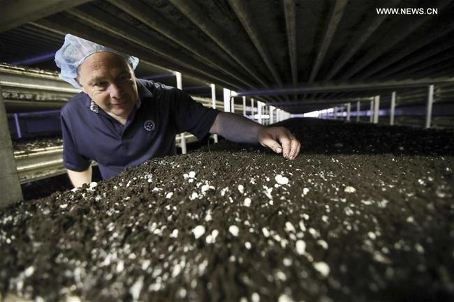 Chris Alonzo, President of Pietro Industries, checks the growth of mushrooms at his farm in Kennett Square of Chester County in Pennsylvania, the United States, July 9, 2018. [Photo: Xinhua]