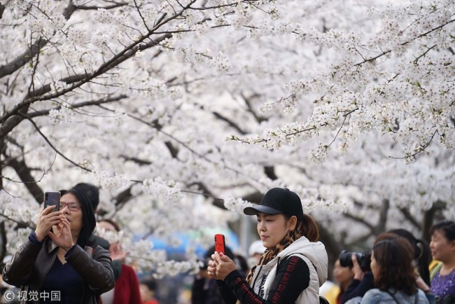 Tourists take pictures of cherry blossoms at Wuhan University in Wuhan, capital of China's Hubei Province, March 24, 2019. [Photo: VCG]
