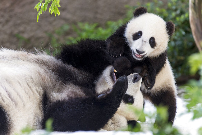 This undated photo provided by San Diego Zoo Global shows giant pandas Bai Yun, a 27-year-old female, and her son, 6-year-old Xiao Liwu, at the San Diego Zoo in San Diego. [Photo: AP]