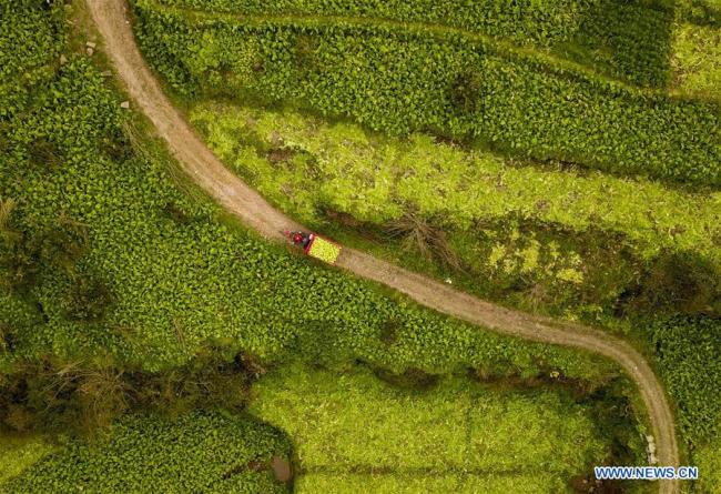 Aerial photo shows a vehicle carrying stem mustard running along a path in Guangfu Village of Fuling District in southwest China's Chongqing, Feb. 21, 2019.[Photo: Xinhua]