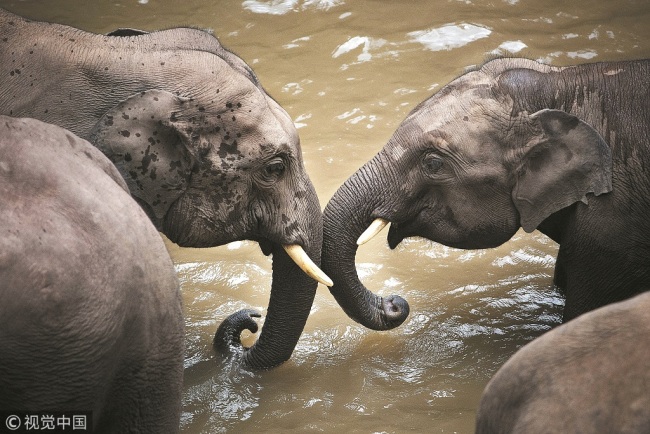 This undated photo shows two wild elephants playing together in Yunnan Province. [FIle Photo: VCG]