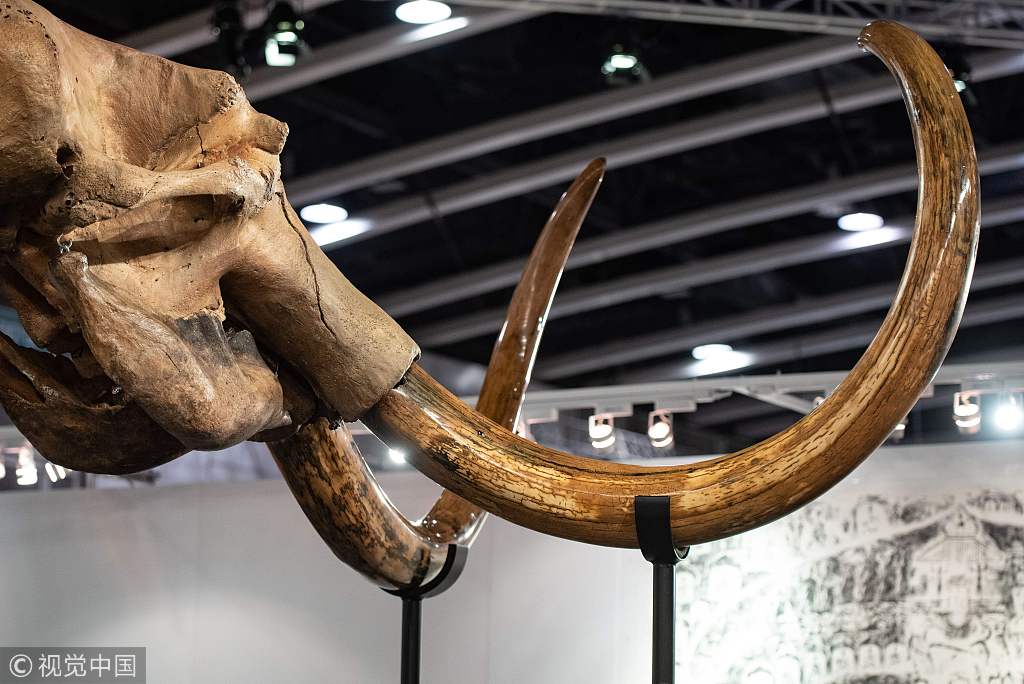 Giant woolly mammoth skeleton on display in Hong Kong - China Plus