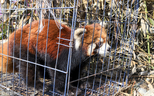 A lesser panda is released into the wild in the city of Dujiangyan, southwest China's Sichuan Province, March 29, 2019. [Photo: VCG]