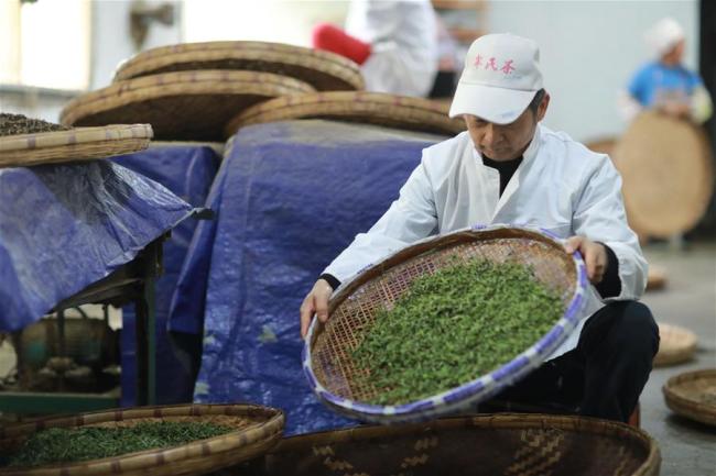 A tea maker makes Qingming Cuiya tea in Huishui County, southwest China's Guizhou Province, March 30, 2019. [Photo: Xinhua]