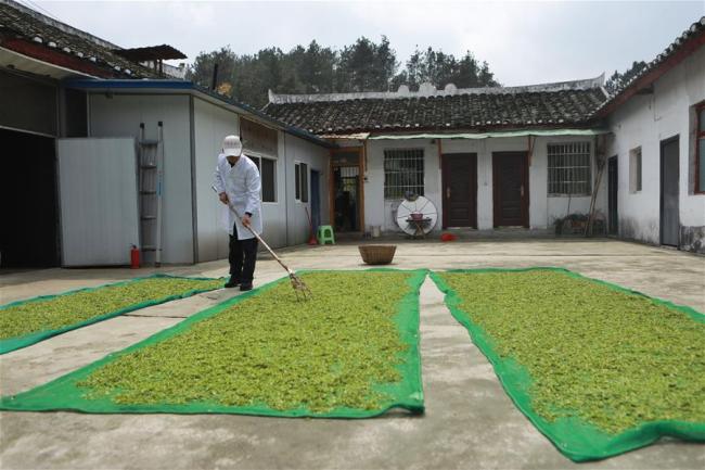 A tea maker dries(晒 shài) Qingming Cuiya tea in Huishui County, southwest China's Guizhou Province, March 30, 2019. [Photo: Xinhua]