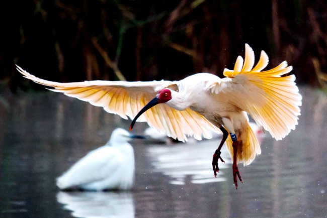 Crested ibises [File photo: IC]