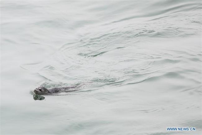 Photo taken on April 11, 2019 shows a spotted seal swimming after it was released back into the wild in Dalian, northeast China's Liaoning Province. [Photo: Xinhua]