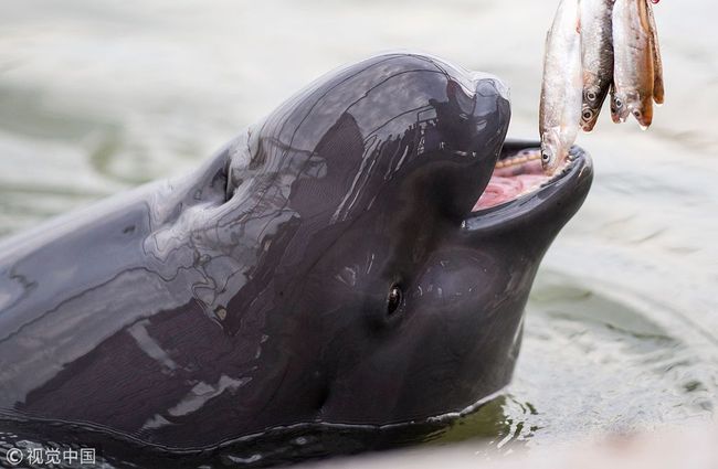 A Yangtze River finless porpoise [File photo: VCG]