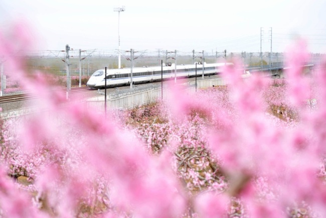 A bullet train in Qingdao, Shandong Province on April 8, 2019. [Photo: IC]