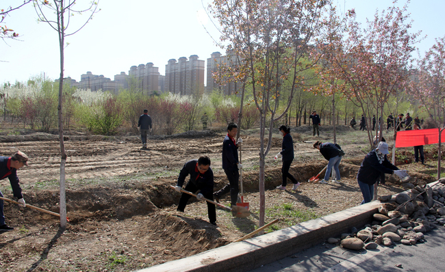 Volunteers plant trees in Shihezi City, Xinjiang on April 21, 2019. [Photo: China Plus] 