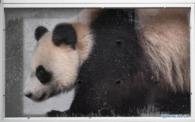 Ding Ding, the female panda born in 2017, is seen in a transport cage at the Bifengxia base of the China Conservation and Research Center for the Giant Panda in Ya'an, southwest China's Sichuan Province, April 29, 2019. Chinese researchers held a send-off ceremony for a pair of giant pandas who are to depart for Moscow on Monday for a 15-year collaborative research. Ru Yi, the male panda born in 2016, and Ding Ding, the female panda born in 2017, are scheduled to board a flight at 1:45 p.m. in Chengdu and arrive in Moscow at 10:00 p.m. Beijing Time the same day, the panda research base in southwest China's Sichuan Province said. [Photo: Xinhua]