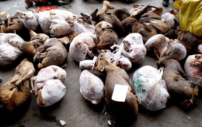 Body parts of wild animals seized after police busted a wildlife trading ring in Mianyang, Sichuan Province, January 3, 2017. [File Photo: IC]