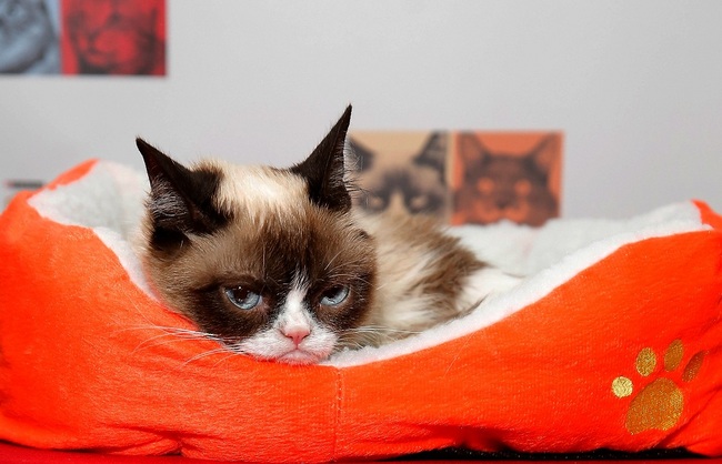 In this file photo taken on July 16, 2014, Grumpy Cat attends the "Cat Summer" video launch party at Bleecker Street Records in New York City. [File Photo: AFP]