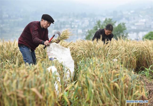 Villagers harvest wheat at Yangliu Village of Changshi Township in Bijie City, southwest China's Guizhou Province, May 14, 2019. [Photo: Xinhua/Yang Tao]