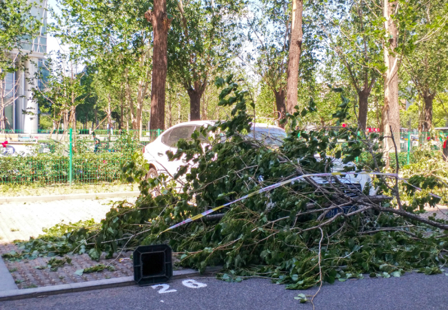 The photo taken on Monday, May 20, 2019 shows broken tree branches at a parking lot, in Beijing. Strong winds hit Beijing since Sunday morning, May 19, 2019. [Photo: IC]
