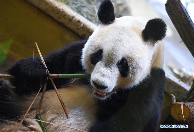 Giant panda Yuan Yuan is seen at the Schoenbrunn Zoo in Vienna, Austria, on May 20, 2019. [Photo: Xinhua]