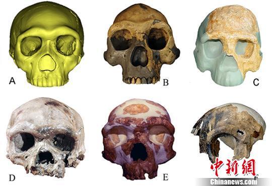 Different types of ancient human fossils in contrast: A. Human fossil from Hualong Cave  B. Peking Man fossil from Zhoukoudian site  C. Fossil of Nanjing Homo erectus D. Human fossil found at the Dali Man site E. Human fossil found at Jinniushan Site F. Fossil of Maba Man [Photo:Chinanews.com]