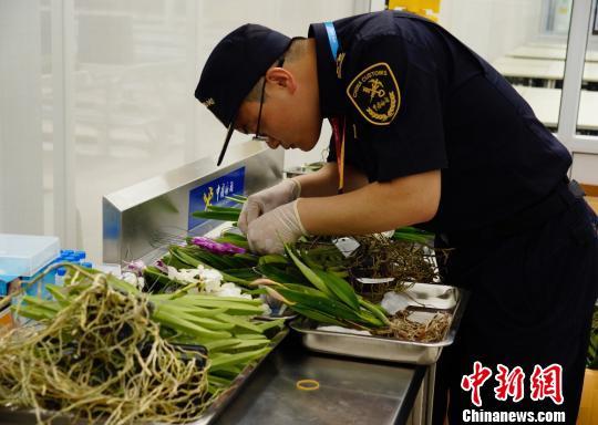 An officer from China's Customs Department, seen here on May 29, 2019, inspects plants destined to go on display at the Beijing International Horticultural Exhibition. [Photo: Chinanews.com]<br/><br/>