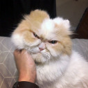 Is This the New Grumpy Cat?