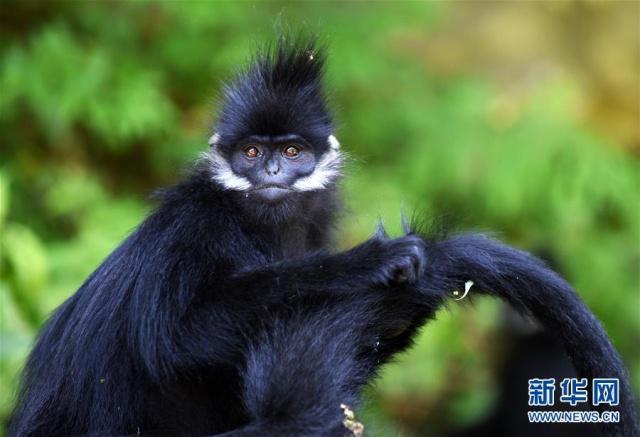 Photo taken on June 4, 2019 shows a Francois' leaf monkey in the Mayanghe National Nature Reserve in Guizhou Province. [Photo: Xinhua]
