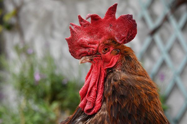 The rooster "Maurice" stands at Saint-Pierre-d'Oleron in La Rochelle, western France, on June 5, 2019. [Photo: AFP]