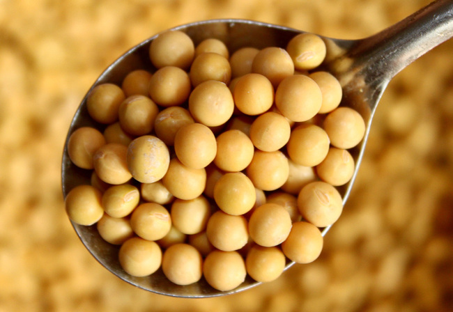 Imported soybean [File photo: IC]